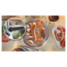 Мясорубка BOSCH MFWS420W, мощность 1900 Вт, производительность 2,5 кг/мин, металлический шнек, реверс, 458584